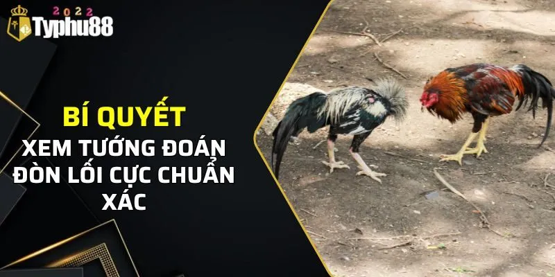 Gà Chọi Đòn - Typhu88 Giới Thiệu Các Thông Tin Và Đặc Điểm 3 Bí quyết xem tướng đoán đòn lối cực chuẩn xác