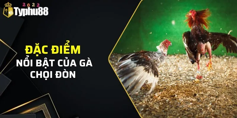 Gà Chọi Đòn - Typhu88 Giới Thiệu Các Thông Tin Và Đặc Điểm 2 Những đặc điểm nổi bật của gà chọi đòn