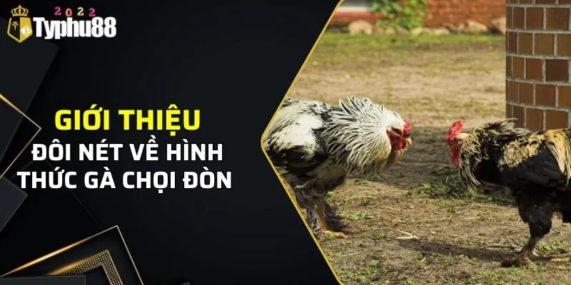 Gà Chọi Đòn - Typhu88 Giới Thiệu Các Thông Tin Và Đặc Điểm 1 Giới thiệu đôi nét về hình thức gà chọi đòn
